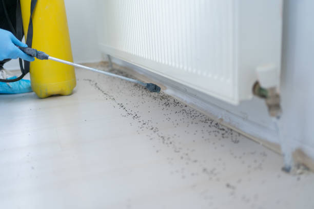 Best Rat Extermination Near Me  in Buckeystown, MD